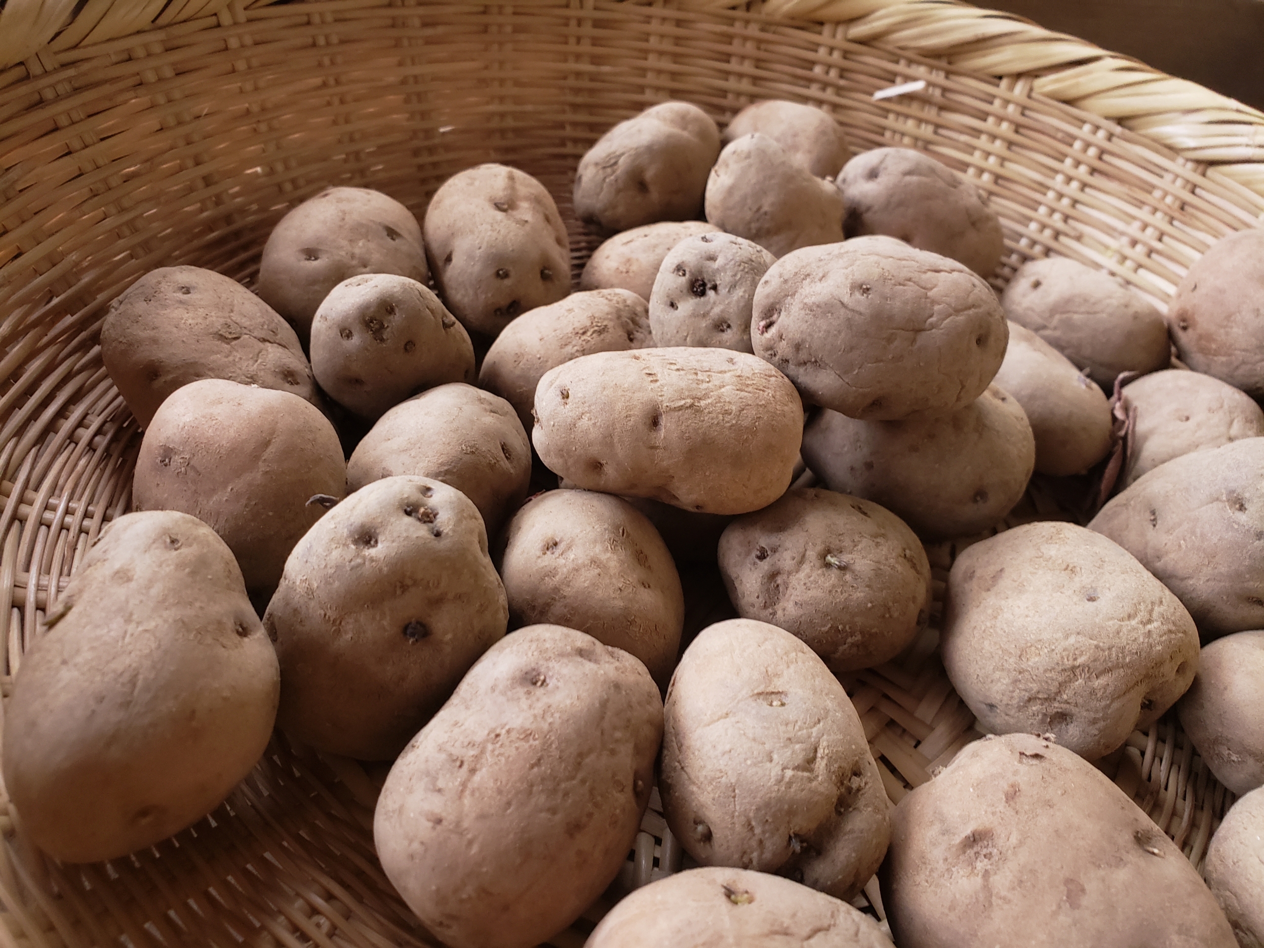 在来ジャガイモプロジェクト | 源流大学